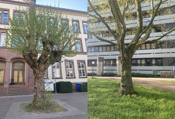 Vergleich zweier Bäume: links ein stark beschnittener Stadtbaum, rechts ein natürlich gewachsener Baum.