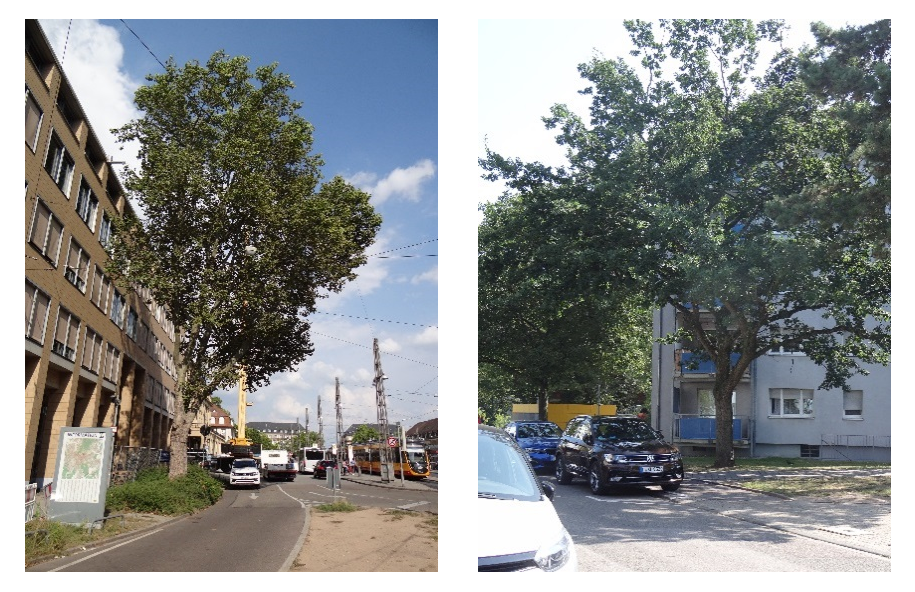 Ahornblätterige Platane (Platanus x hispanica) u. Stieleiche (Quercus robur)