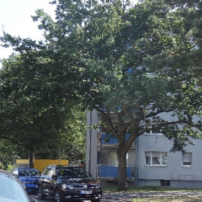 Großer Laubbaum in urbaner Umgebung